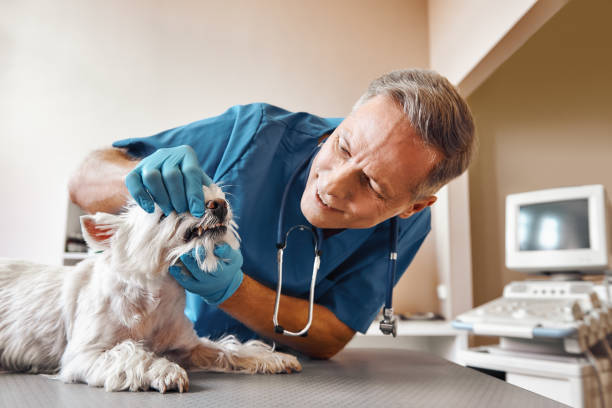 Best Weekend Emergency Dentist in Vaeboro, NC